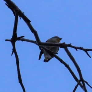 Pardalotus punctatus at Deakin, ACT - 21 Jun 2020