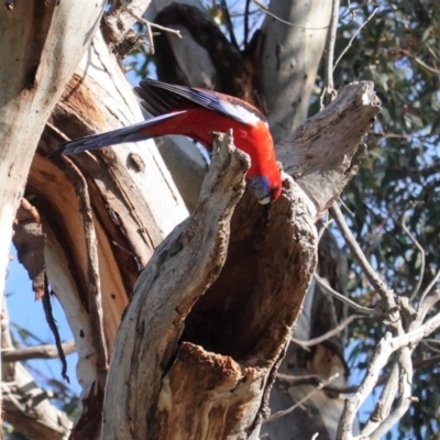 Platycercus elegans (Crimson Rosella) at GG101 - 19 Jun 2020 by JackyF