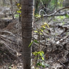 Glycine clandestina (Twining Glycine) at Red Hill Nature Reserve - 17 Jun 2020 by JackyF