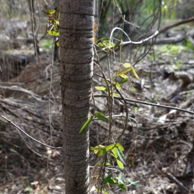 Glycine clandestina (Twining Glycine) at Red Hill Nature Reserve - 17 Jun 2020 by JackyF