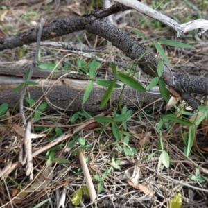 Glycine clandestina at Deakin, ACT - 17 Jun 2020