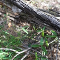 Glycine clandestina at Deakin, ACT - 17 Jun 2020