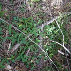 Glycine clandestina at Deakin, ACT - 17 Jun 2020