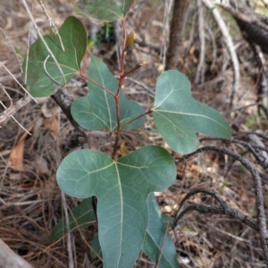 Brachychiton populneus subsp. populneus at Deakin, ACT - 17 Jun 2020