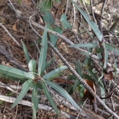 Brachychiton populneus subsp. populneus at Deakin, ACT - 17 Jun 2020