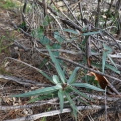 Brachychiton populneus subsp. populneus at Deakin, ACT - 17 Jun 2020