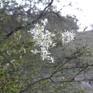 Bursaria spinosa subsp. lasiophylla at Jerrabomberra, ACT - 22 Jun 2020 04:20 PM