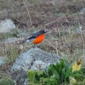 Petroica phoenicea at Isaacs Ridge - 22 Jun 2020