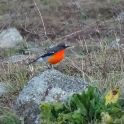 Petroica phoenicea (Flame Robin) at Jerrabomberra, ACT - 22 Jun 2020 by Mike