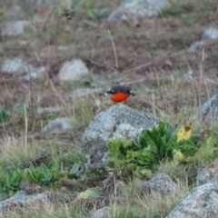 Petroica phoenicea at Isaacs Ridge - 22 Jun 2020