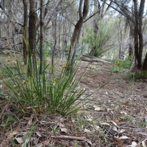 Lepidosperma laterale at Red Hill, ACT - 17 Jun 2020