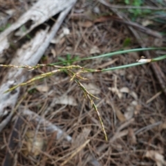 Lepidosperma laterale at Red Hill, ACT - 17 Jun 2020