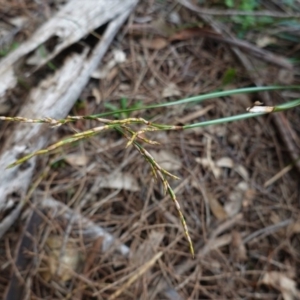 Lepidosperma laterale at Red Hill, ACT - 17 Jun 2020