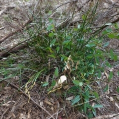 Lepidosperma laterale at Red Hill, ACT - 17 Jun 2020