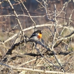 Petroica boodang (Scarlet Robin) at Isaacs Ridge and Nearby - 22 Jun 2020 by Mike