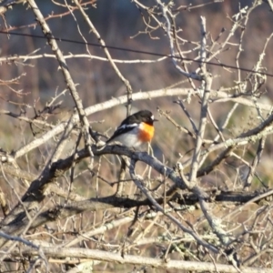 Petroica boodang at Jerrabomberra, ACT - 22 Jun 2020