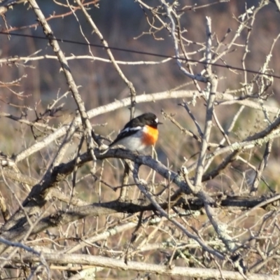 Petroica boodang (Scarlet Robin) at Jerrabomberra, ACT - 22 Jun 2020 by Mike