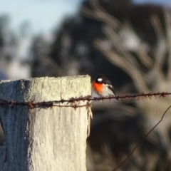 Petroica boodang at Jerrabomberra, ACT - 22 Jun 2020