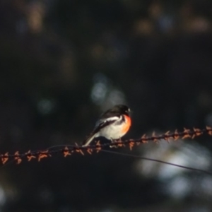 Petroica boodang at Jerrabomberra, ACT - 22 Jun 2020