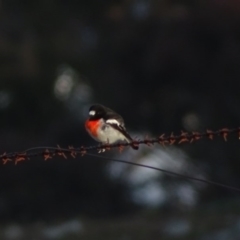 Petroica boodang at Jerrabomberra, ACT - 22 Jun 2020