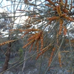 Allocasuarina verticillata (Drooping Sheoak) at Jerrabomberra, ACT - 22 Jun 2020 by Mike