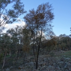 Allocasuarina verticillata at Isaacs Ridge - 22 Jun 2020