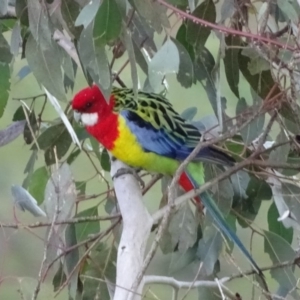 Platycercus eximius at Jerrabomberra, ACT - 22 Jun 2020