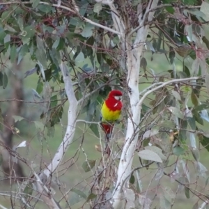 Platycercus eximius at Jerrabomberra, ACT - 22 Jun 2020