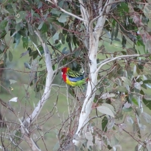 Platycercus eximius at Jerrabomberra, ACT - 22 Jun 2020