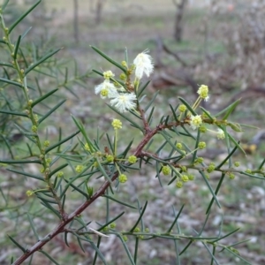 Acacia genistifolia at O'Malley, ACT - 22 Jun 2020 03:22 PM