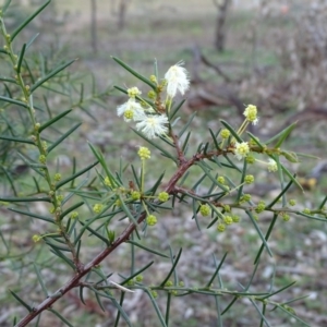 Acacia genistifolia at O'Malley, ACT - 22 Jun 2020