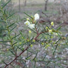 Acacia genistifolia (Early Wattle) at Mount Mugga Mugga - 22 Jun 2020 by Mike