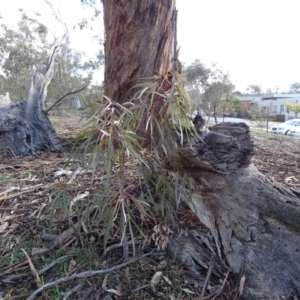 Brachychiton populneus subsp. populneus at O'Malley, ACT - 22 Jun 2020