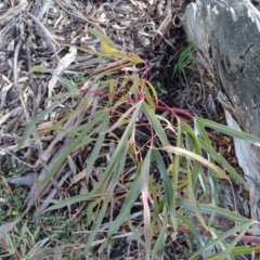 Brachychiton populneus subsp. populneus at O'Malley, ACT - 22 Jun 2020 03:05 PM