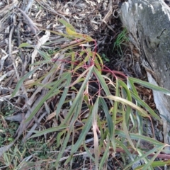 Brachychiton populneus subsp. populneus at O'Malley, ACT - 22 Jun 2020