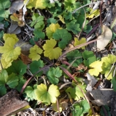 Hydrocotyle laxiflora (Stinking Pennywort) at Deakin, ACT - 18 Jun 2020 by JackyF