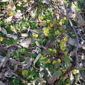 Hydrocotyle laxiflora at Deakin, ACT - 18 Jun 2020 10:10 AM