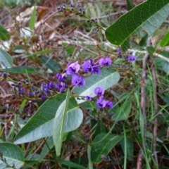 Hardenbergia violacea (False Sarsaparilla) at Isaacs Ridge - 22 Jun 2020 by Mike