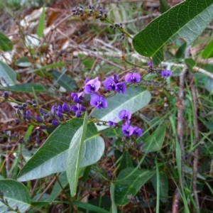 Hardenbergia violacea at Isaacs, ACT - 22 Jun 2020 02:21 PM