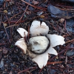 Geastrum sp. (genus) (An earthstar) at Isaacs, ACT - 21 Jun 2020 by Mike