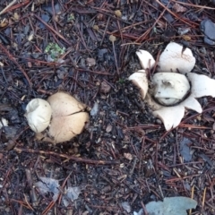 Geastrum sp. at Isaacs, ACT - 21 Jun 2020