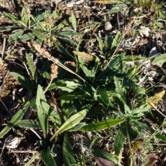 Plantago varia (Native Plaintain) at Red Hill Nature Reserve - 18 Jun 2020 by JackyF