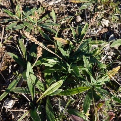 Plantago varia (Native Plaintain) at Red Hill Nature Reserve - 18 Jun 2020 by JackyF