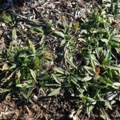 Plantago varia at Deakin, ACT - 18 Jun 2020 10:04 AM