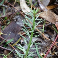 Stackhousia monogyna (Creamy Candles) at Symonston, ACT - 21 Jun 2020 by Mike