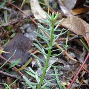 Stackhousia monogyna at Symonston, ACT - 21 Jun 2020