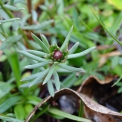 Stackhousia monogyna at Symonston, ACT - 21 Jun 2020