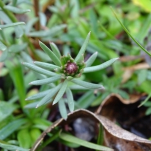 Stackhousia monogyna at Symonston, ACT - 21 Jun 2020