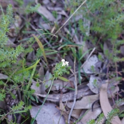 Asperula conferta (Common Woodruff) at Red Hill Nature Reserve - 18 Jun 2020 by JackyF