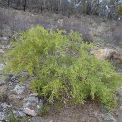 Acacia cardiophylla (Wyalong Wattle) at Mount Taylor - 17 Jun 2020 by Mike